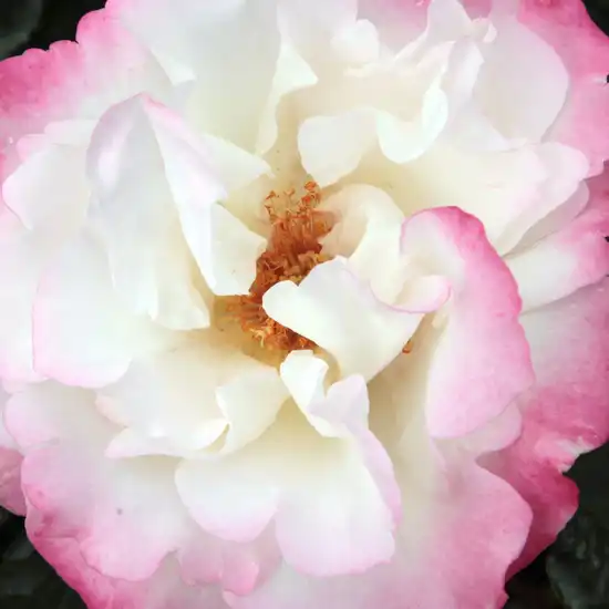Trandafiri online - Alb - trandafir de parc - trandafir cu parfum discret - Rosa Mami - Márk Gergely - ,-